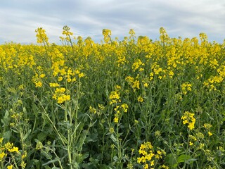 Feldweg - Getreide - Himmel - Landwirtschaft an einem Feldweg in der Eifel in Deutschland