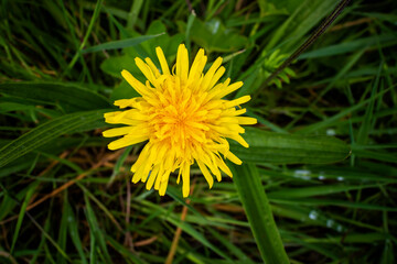 Bright yellow dandelion flower close-up.