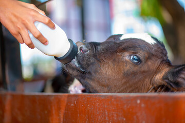 A farmer gives to drink a milk to calf cub by bottle to make it grow strong and robust healthy.