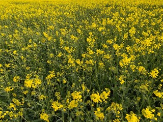 Feldweg - Getreide - Himmel - Landwirtschaft an einem Feldweg in der Eifel in Deutschland