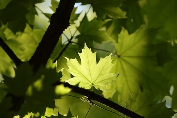 Spring maple leaves on a twig in the forest