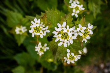 Garlic mustard, also known as 'Jack-by-the-hedge' wild flowering biennial plant.  Alliaria petiolat. Alliaria.Brassicaceae family.
