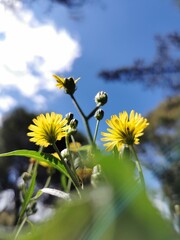 Flores amarillas de verano con luz de sol, también llamadas diente de leon 