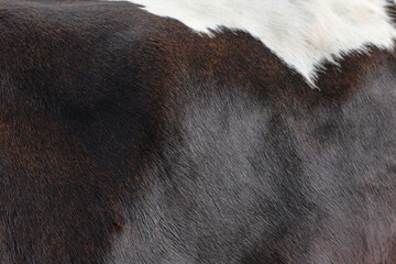 Texture of a  Cow milk ,Real cow leather, White and black and brown spots.
