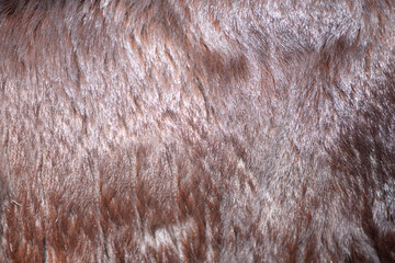 Texture of a  Cow milk ,Real cow leather, White and black and brown spots.