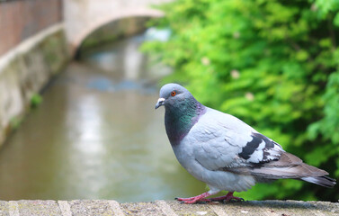 Closeup of the city pigeon standing on the wall over the blurred Certovka channel in the background, Kampa Park, Prague, Czech Republic