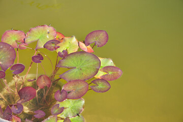 Close-up view of water lily leaves on the water surface