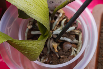 A dying phalaenopsis in a pot. Yellowing leaves and drying orchid roots