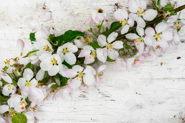 Wet branch of an apple tree with pink flowers and green leaves on the old wooden table. View from above