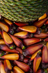 Pinh&atilde;o. Semente da Arauc&aacute;ria. Presente em pratos t&iacute;picos da regi&atilde;o serrana do Sul do Brasil. Foto: Marcos Campos