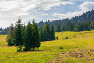 fir trees on the hills and meadows. summer mountain landscape in the forenoon