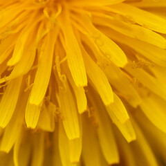 Yellow blooming dandelion macro close-up selective focus