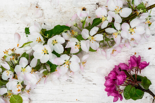 Wet Branches Of An Apple Tree With Pink And Red Flowers And Green Leaves On The Old Wooden Table. View From Above