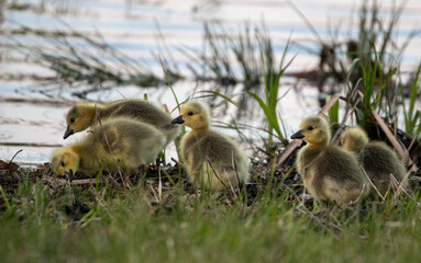 Geese and Goslings