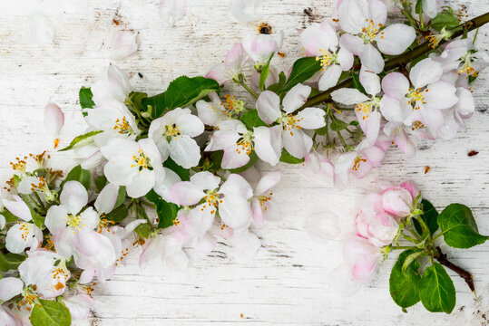 Wet Branches Of An Apple Tree With Pink And Red Flowers And Green Leaves On The Old Wooden Table. View From Above