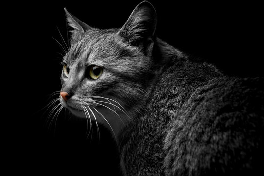 gray cat on a dark background, beautiful textured fur.