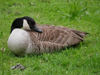 Graugans schläft auf dem Rasen