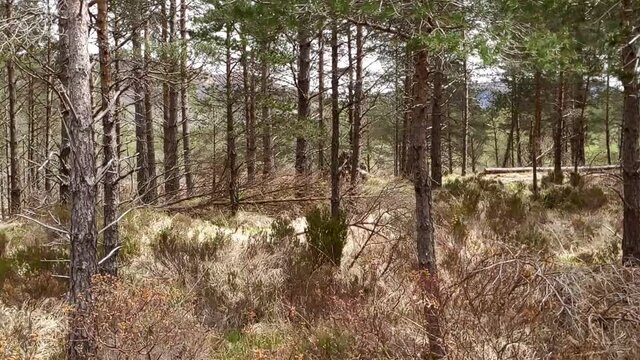 Caledonian Forest at Beinn Eighe close to Loch Maree in the Scottish Highlands.