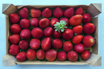Large strawberries in a wooden box. Concept-  fresh organic berries, healthy food from the garden.