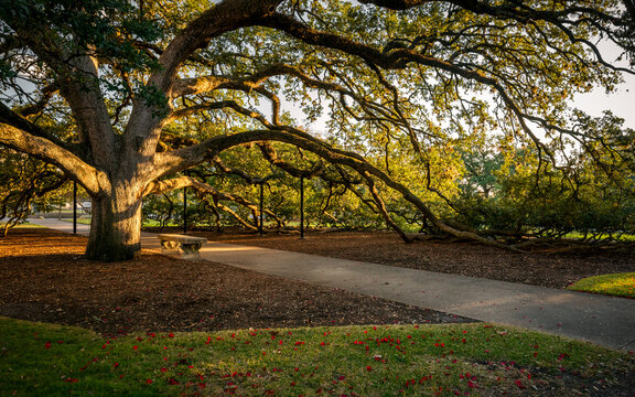 Texas A&M Campus