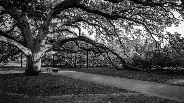 Century Tree at Texas A&M in Black & White
