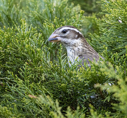 Female Rose Breasted Grosbeak ( Pheucticus Ludovicianus ) Perched in Bush