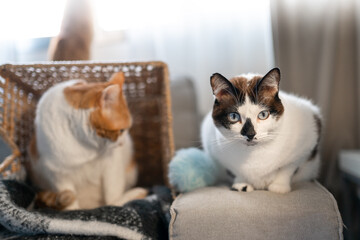two domestic cats play on a sofa with a wicker basket