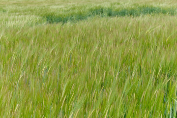 Wheat field detail in spring.