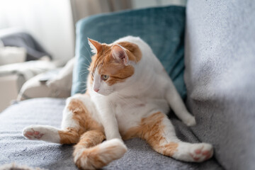  brown and white cat with yellow eyes sitting on a sofa with a funny posture