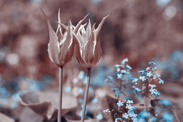Spring tulips in the park, sepia - 435242927