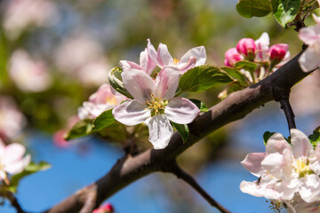 Apple Blossom