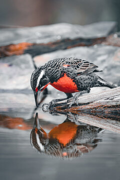 Male Loica looks at his reflection 