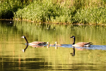 ducks Geese canada on the lake