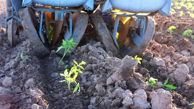 farmers on a tractor plant seedlings sprouts of tomato in the field. agriculture