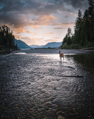 A single deer wanders through a shallow river into the sunset at Glacier National Park in Montana, USA. The epic landscape and sunset with wildlife in foreground shows a peaceful scene in nature.