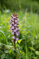 Orchidea (Neotinea ustulata) grows and blooms in its natural environment in nature. 
