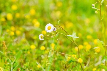 meadow with daisies