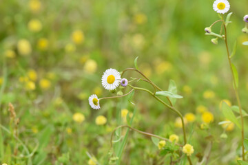 field of daisies