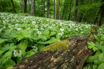 Blooming bear garlic in the spring forest and an old tree trunk lies on the ground