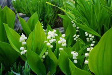 blooming lilies of the valley in a flower bed in the garden