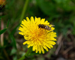 High angle view of hoverfly (syrphus ribesii) sitting on a yellow dandelion flower in spring time. close-up shot with selective focus and blurred background