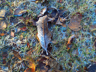 a leaf in the frost on the grass and moss	