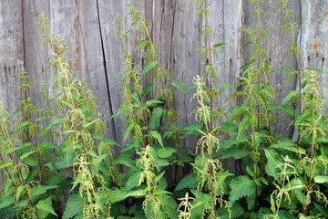 green nettles on the background of an old wooden fence
