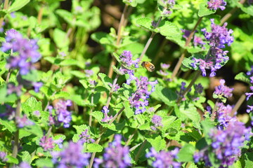 Schöne lila Lavendel in der Natur mit einer Biene