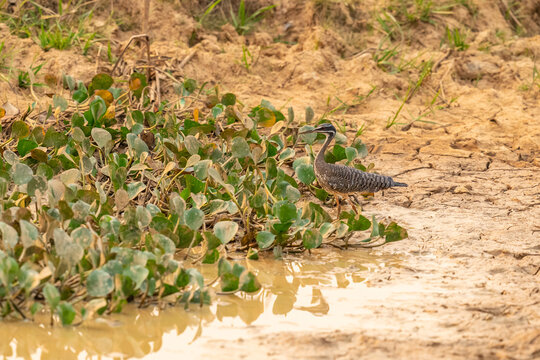 The sunbittern (Eurypyga helias)