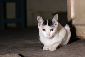 White Cat