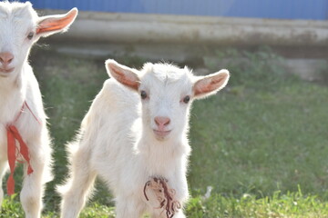young goat with mother goat, lie on the grass on the farm. farming, animal husbandry, goat milk
