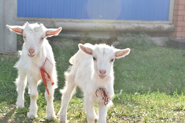 Fototapeta premium young goat with mother goat, lie on the grass on the farm. farming, animal husbandry, goat milk