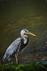great blue heron