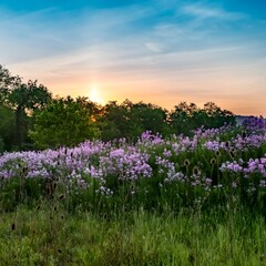 Landscape scenery of the sun rising over a hillside illuminating a field of purple wildflowers, dame’s rocket, phlox with colorful sky of blue, pink and orange in southwest Pennsylvania in spring..